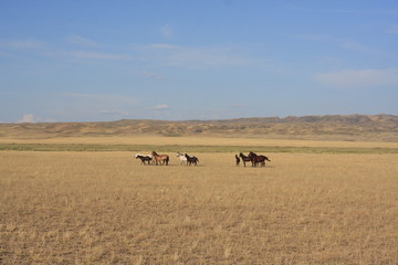 Wild horses in the steppe
