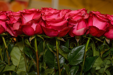 A bouquet of pink roses, tightly folded with leaves, buds of a rose tightly pressed together