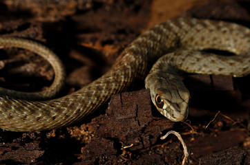 Wild snake Malpolon Monspessulanus