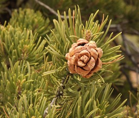 Close-up closed Two-Needle Pinyon (Pinus edulis) pine cone, Utah