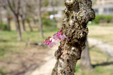 枝垂桜の蕾