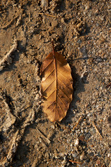 A variety of leaves seen in the park.
