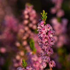 Morning dew on the heather flowers. Beautiful morning light of sunrise. Selective focus.