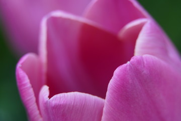 Pink tulip flower in spring 