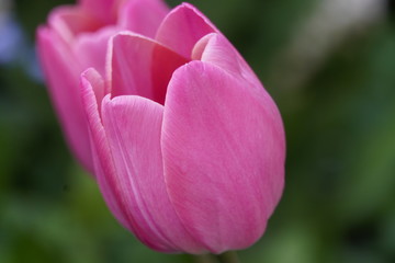 Fototapeta premium Pink tulip flower in spring 