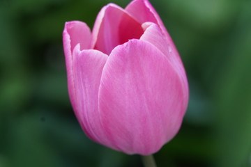 Obraz premium Pink tulip flower in spring 