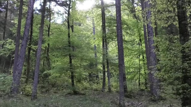 suoni colori del bosco prealpino