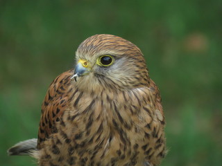 Some majestics birds of prey