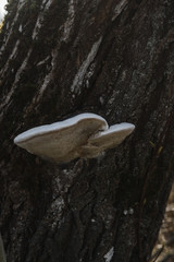 .mushroom grows on a tree trunk