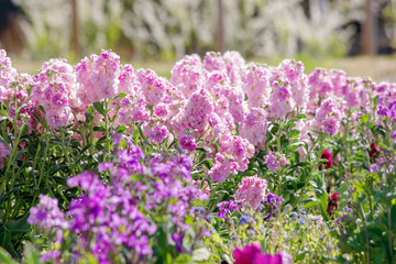 春の花壇の花　紫