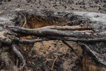 Fototapeta na wymiar .large tree roots grow on top of the ground