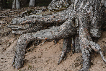 .large tree roots grow on top of the ground