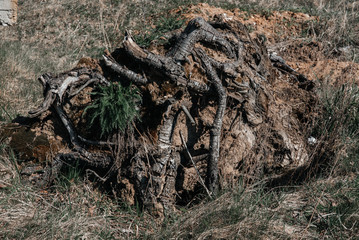 .large tree roots grow on top of the ground