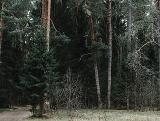 .pine forest landscape inside view