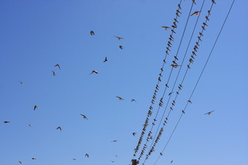 Birds on wires