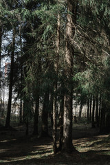 .pine forest landscape inside view