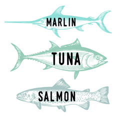 Hand drawn fish. Sketch salmon, tuna, marlin. Vector illustration