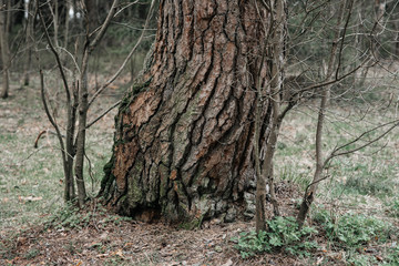 Fototapeta na wymiar big pine bark close-up