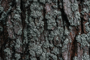big pine bark close-up
