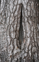 big pine bark close-up