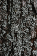 Obraz premium big pine bark close-up