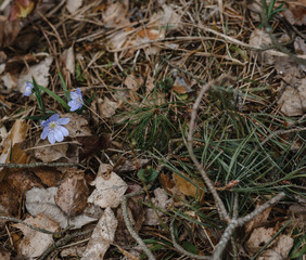 .small blue flowers in a forest on earth