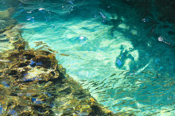 青く澄んだ海の表面　魚の群れ