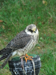 Some majestics birds of prey