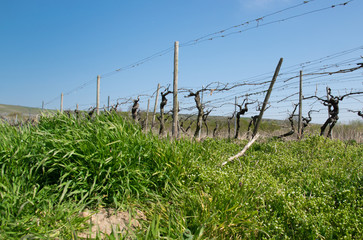 Obraz premium Vine grapes trees with sun landscape in spring time.