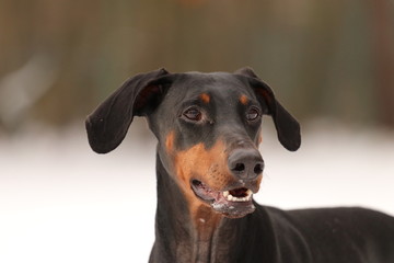 Dobermann im Schnee