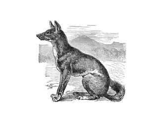 Illustration of a Dhole or Kholsun in popular encyclopedia from 1890
