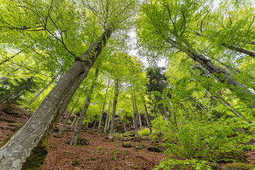 Wandern, Wanderwege im Bayerischen Wald bei Bodenmais | Rißloch Urlaub