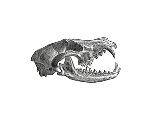 Naklejka premium Illustration of a skull of a Wolf in popular encyclopedia from 1890