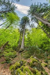 Wandern im Bayerischen Wald bei Bodenmais | Rißloch Urlaub