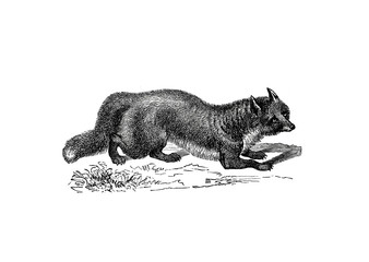 Illustration of a Common Fox in popular encyclopedia from 1890