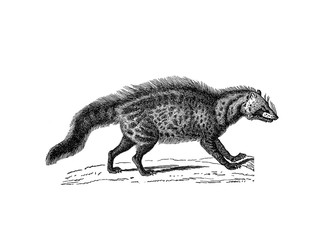Illustration of a Civet in popular encyclopedia from 1890
