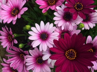 Parterre de magnifiques fleurs colorées.