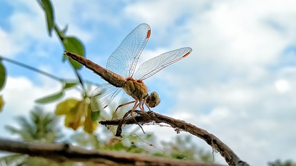 dragon fly
