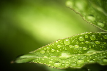 green leaf with water drops