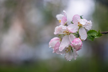 cherry blossom in spring