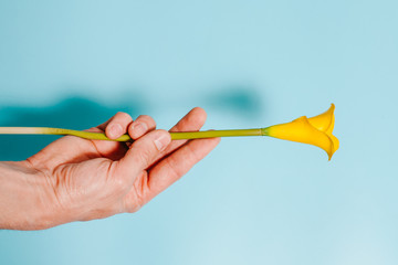 A yellow flower in the hand  on a blue background.top view. Copy space.