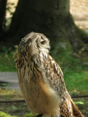 Some majestics birds of prey