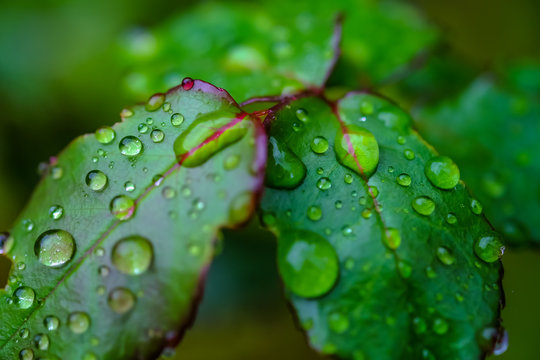 Close up of water droplets on the leaves in the early morning with soft selective focus and leaf blur background. Royalty high-quality free stock image of nature.