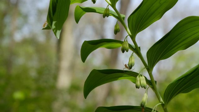 Polygonatum multiflorum (Solomon's seal) fresh green spring flowers. The wind shakes the flower. There is a spider on the flower.