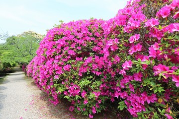 花の寺　長岳寺