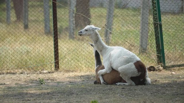 lama has sex