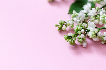 Spring flowers. Frame of twigs of blooming white lilac on a pink background. top view. place for text
