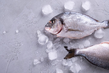 Whole raw raw bream fish on ice cubes on a gray background.Top view with copy space.