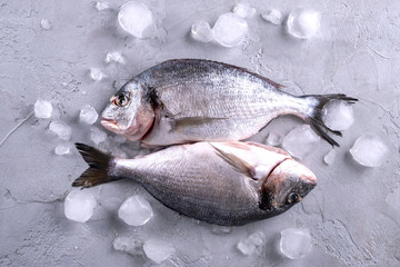 Whole raw raw bream fish on ice cubes on a gray background.Top view with copy space.