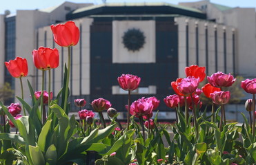 Obraz premium Tulip garden and fountain in front of the National Palace of Culture, Sofia, Bulgaria.
